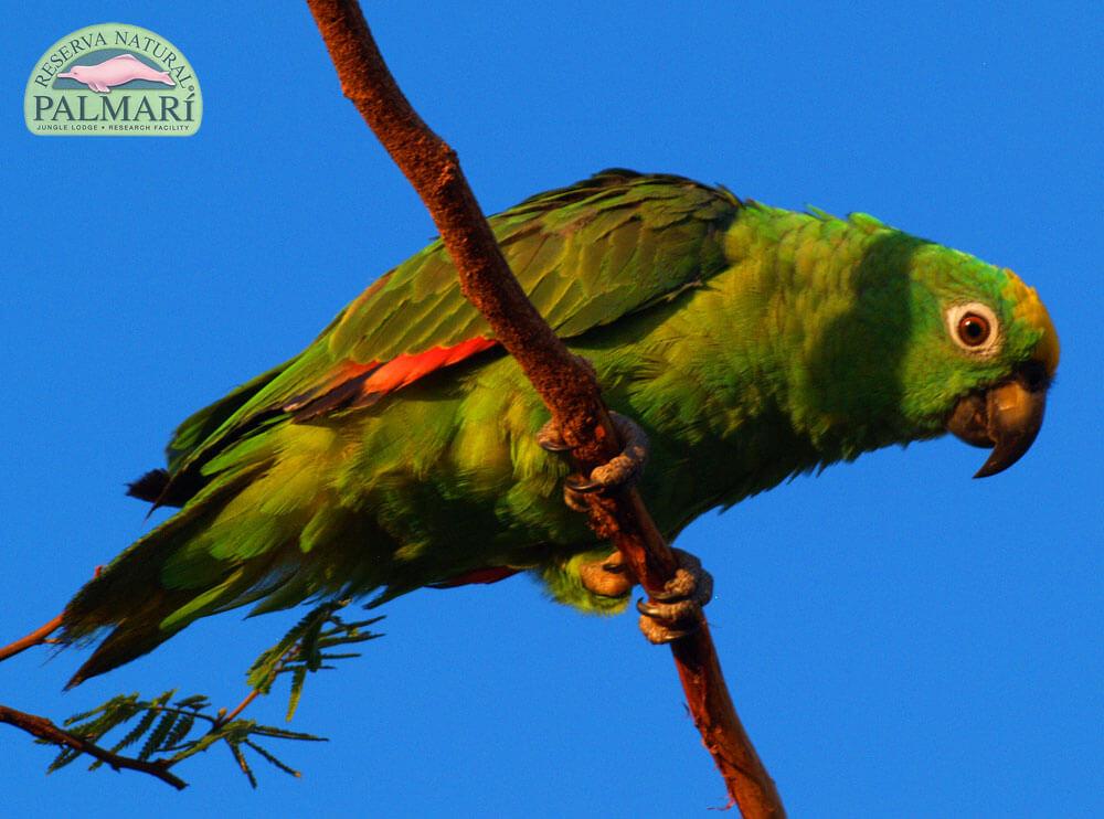 Reserva-Natural-Palmari-Birding-02