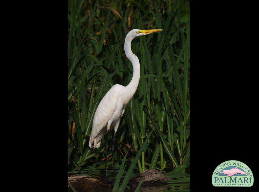 Reserva-Natural-Palmari-Birding-03