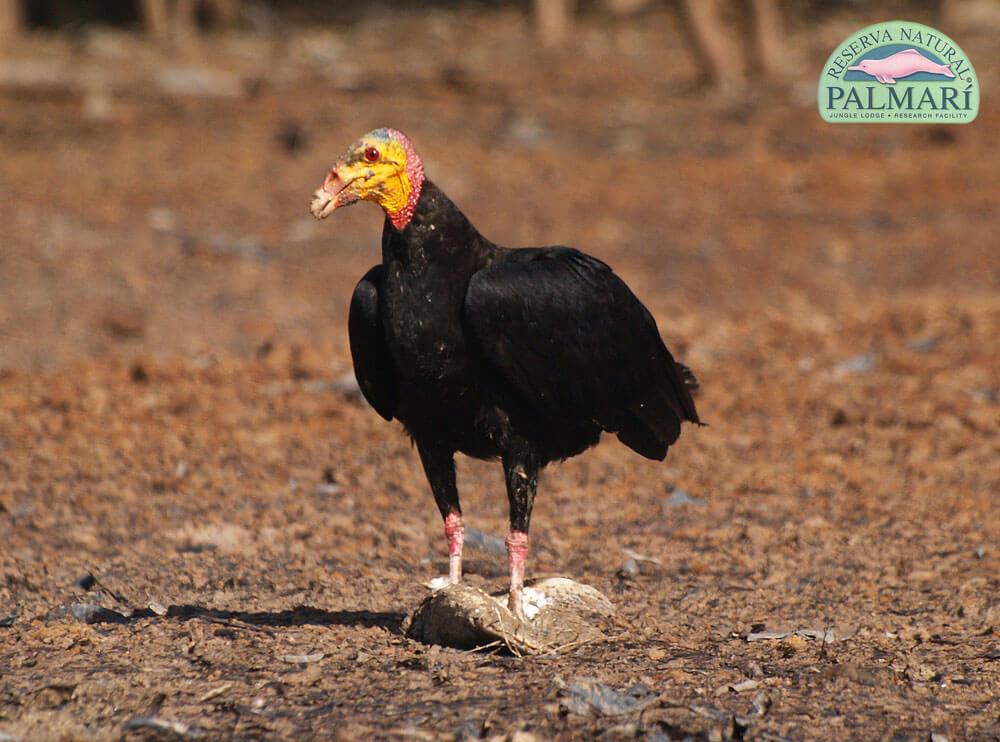 Reserva-Natural-Palmari-Birding-04