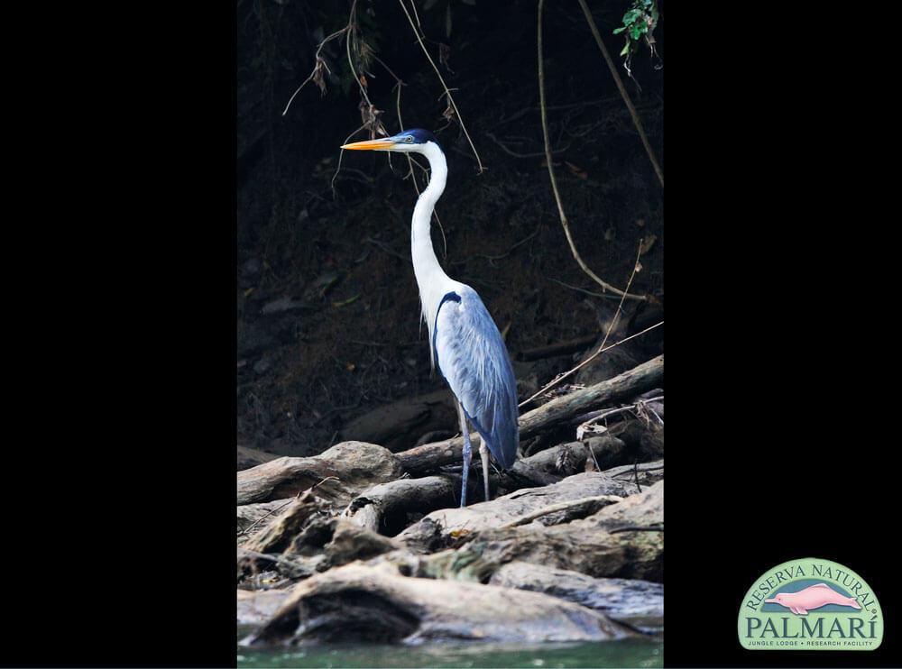 Reserva-Natural-Palmari-Birding-05