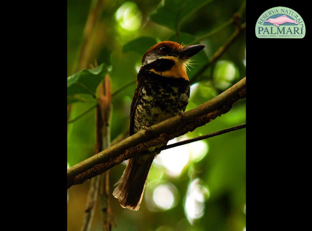 Reserva-Natural-Palmari-Birding-06