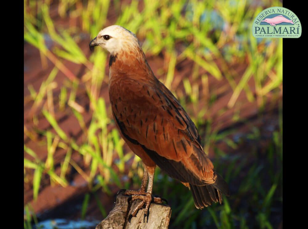 Reserva-Natural-Palmari-Birding-07