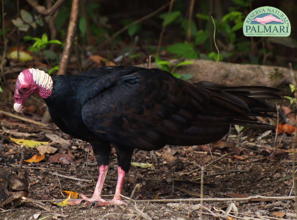 Reserva-Natural-Palmari-Birding-10