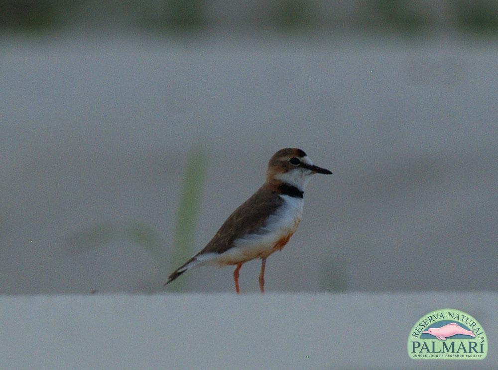 Reserva-Natural-Palmari-Birding-11