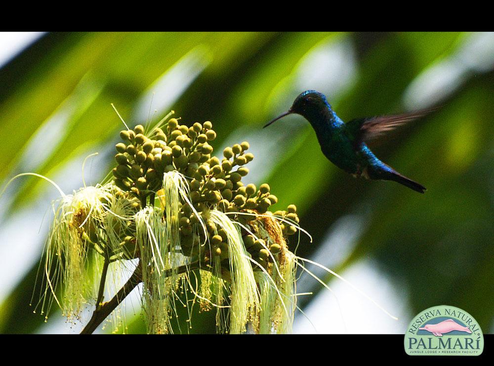 Reserva-Natural-Palmari-Birding-12