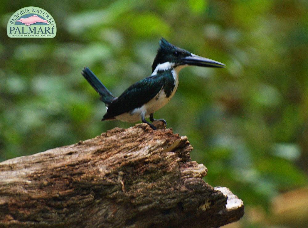 Reserva-Natural-Palmari-Birding-14