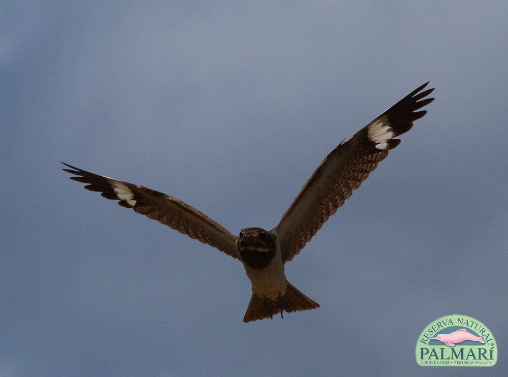 Reserva-Natural-Palmari-Birding-15