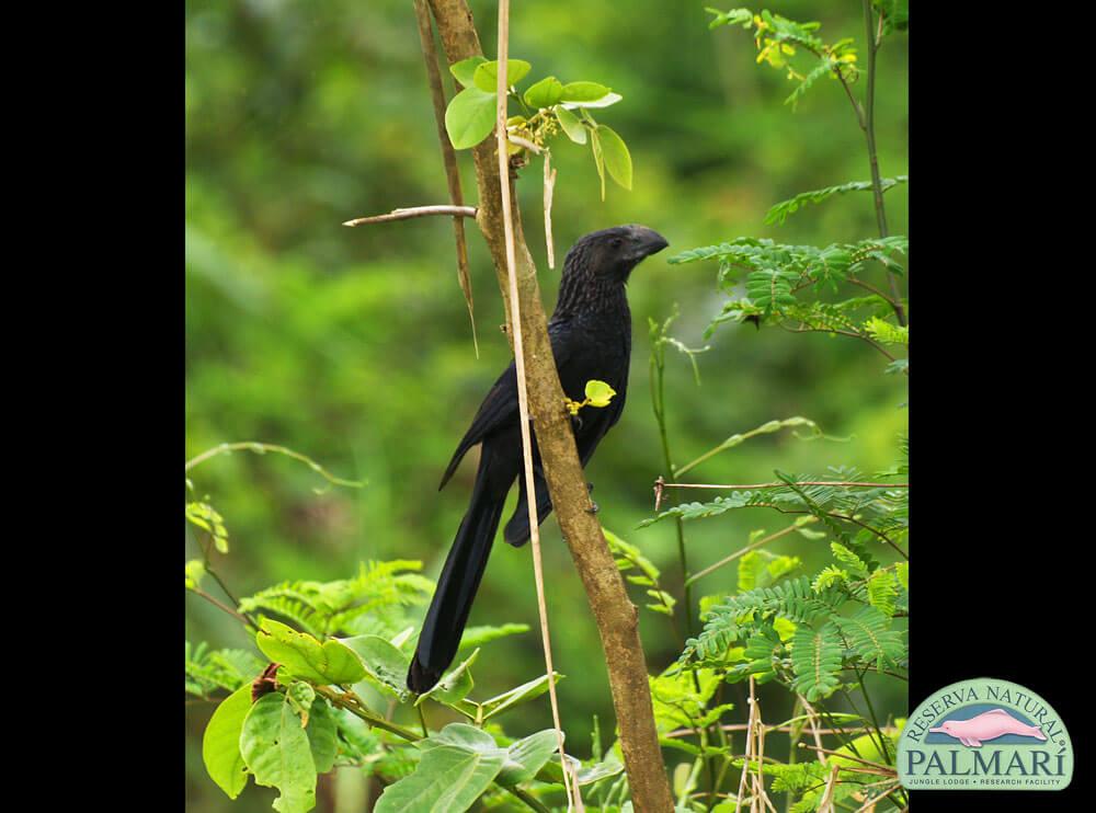 Reserva-Natural-Palmari-Birding-18