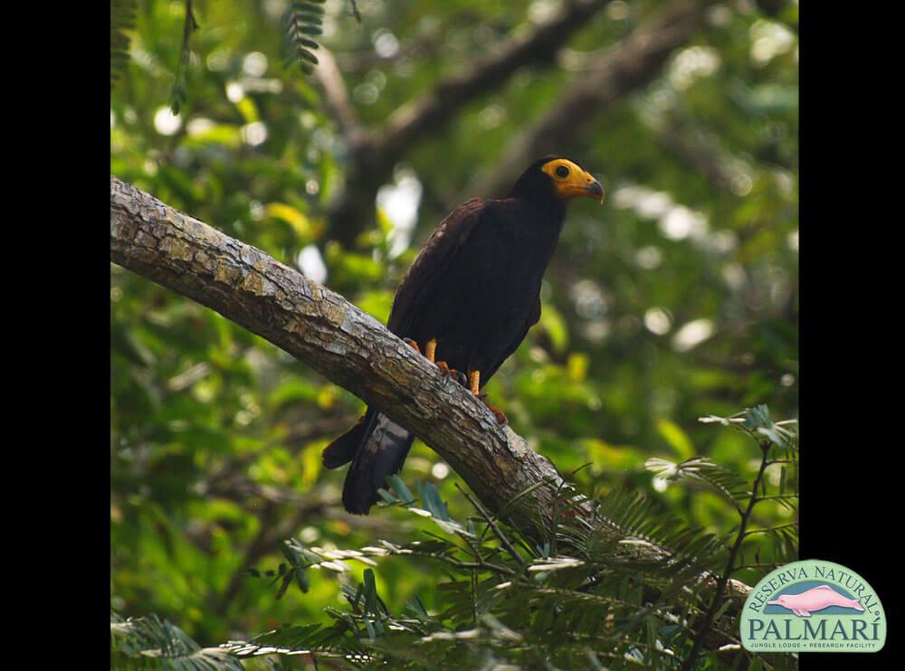 Reserva-Natural-Palmari-Birding-19