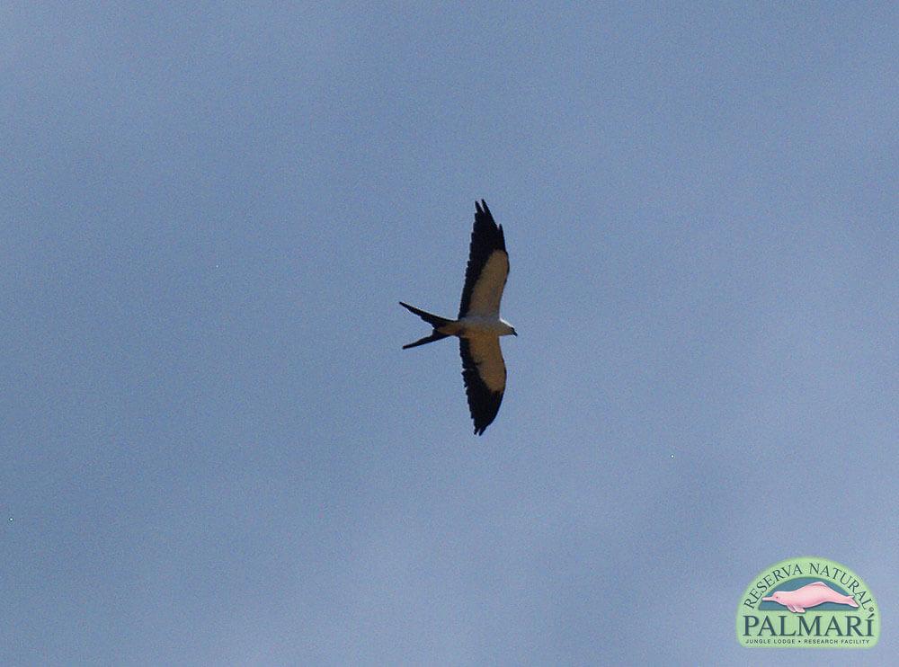 Reserva-Natural-Palmari-Birding-20