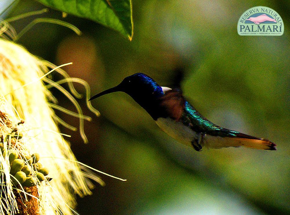 Reserva-Natural-Palmari-Birding-22