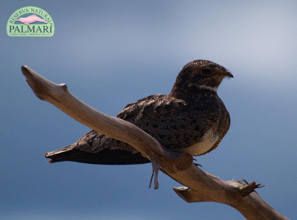 Reserva-Natural-Palmari-Birding-24