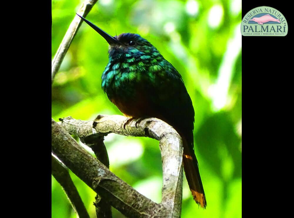Reserva-Natural-Palmari-Birding-25