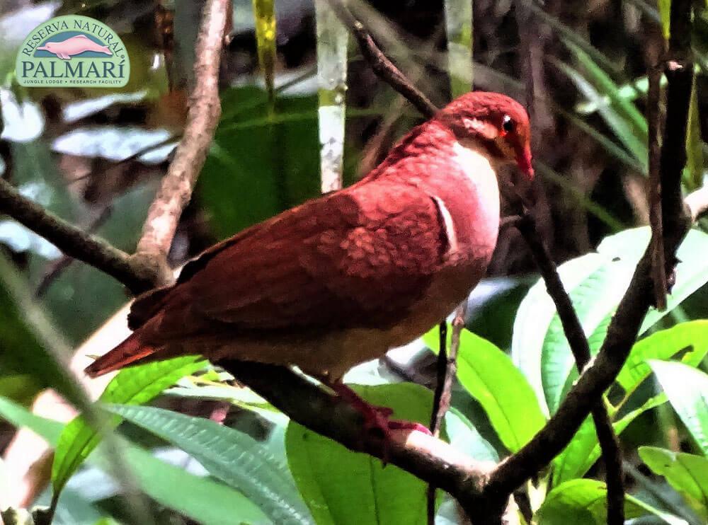 Reserva-Natural-Palmari-Birding-26