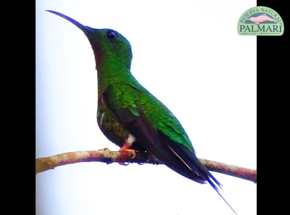 Reserva-Natural-Palmari-Birding-28