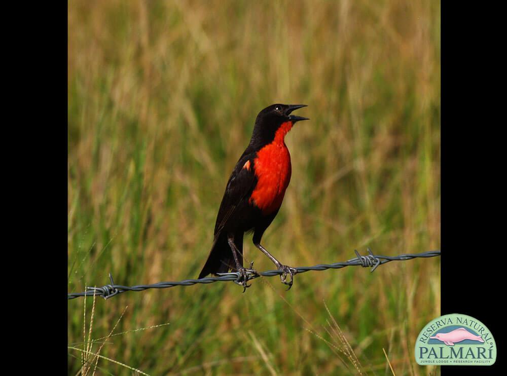 Reserva-Natural-Palmari-Birding-29