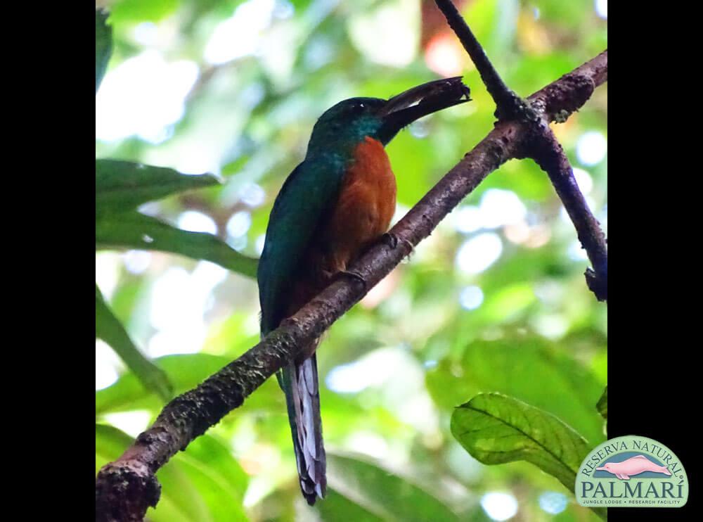 Reserva-Natural-Palmari-Birding-30