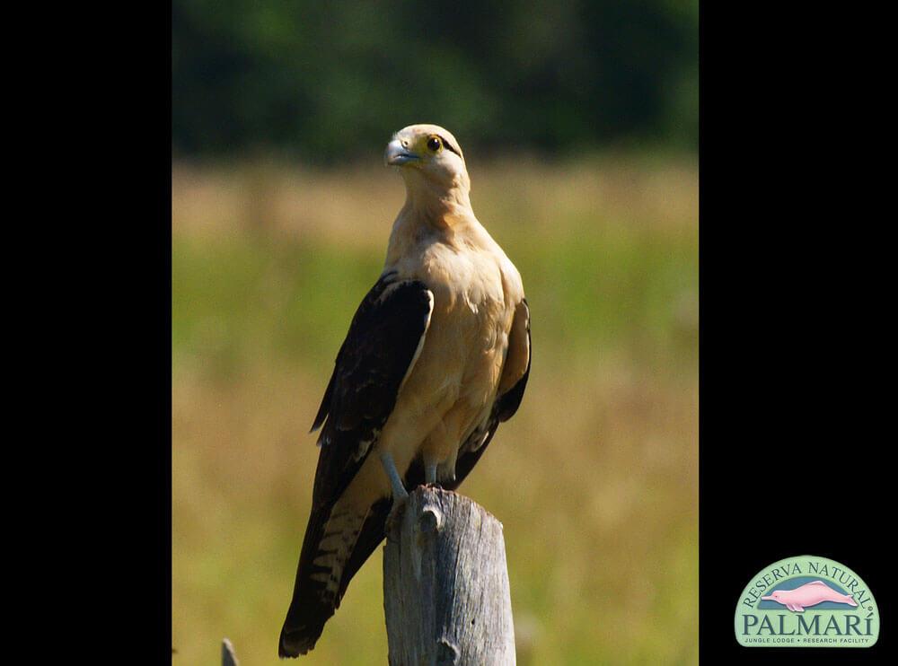 Reserva-Natural-Palmari-Birding-32