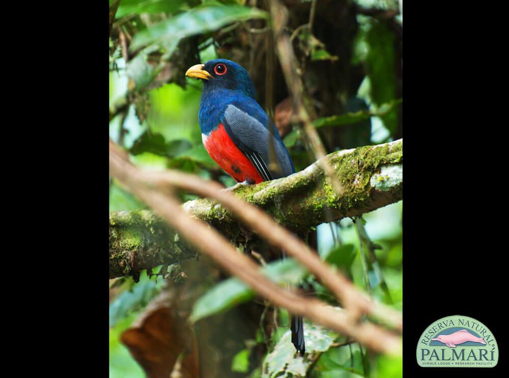 Reserva-Natural-Palmari-Birding-35