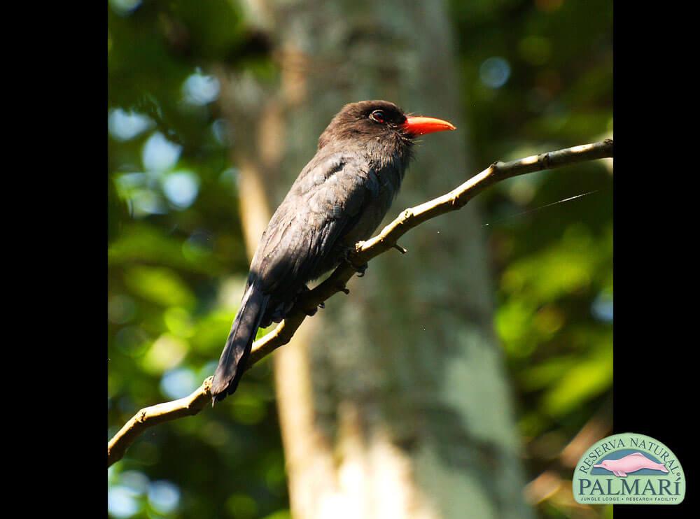 Reserva-Natural-Palmari-Birding-36