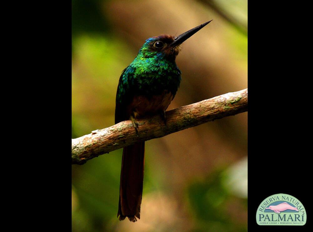 Reserva-Natural-Palmari-Birding-37