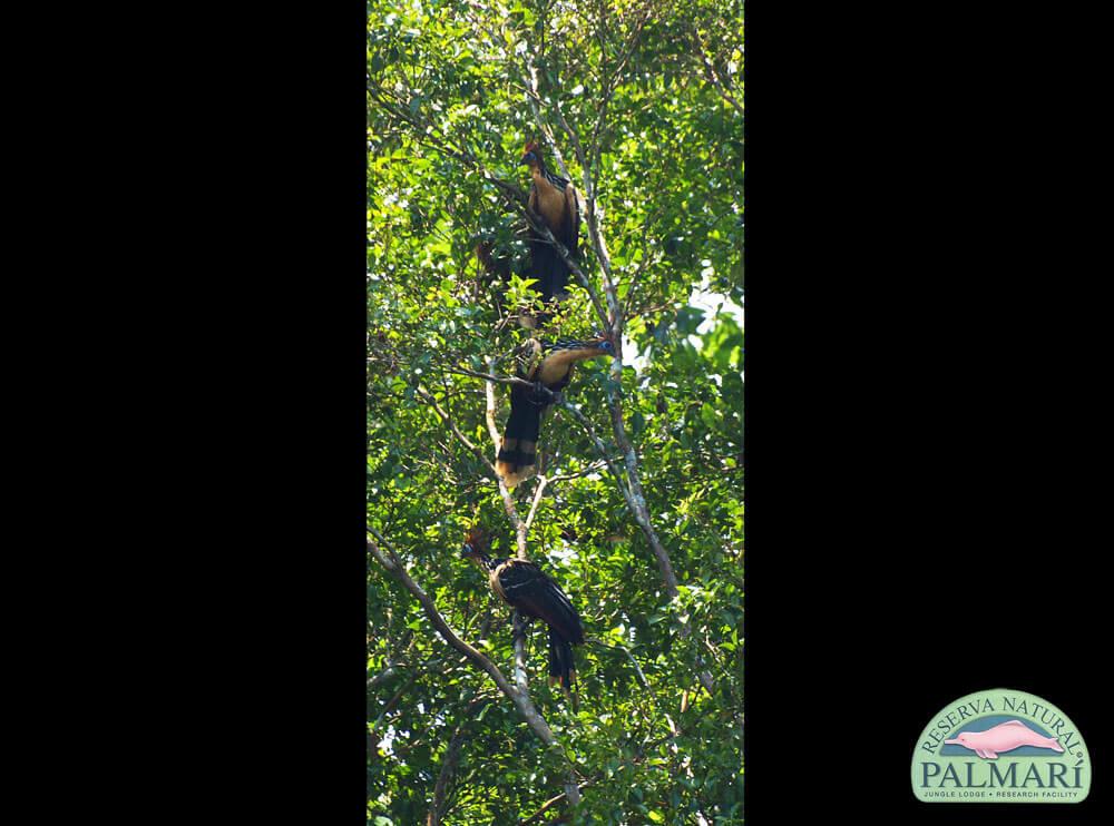 Reserva-Natural-Palmari-Birding-39