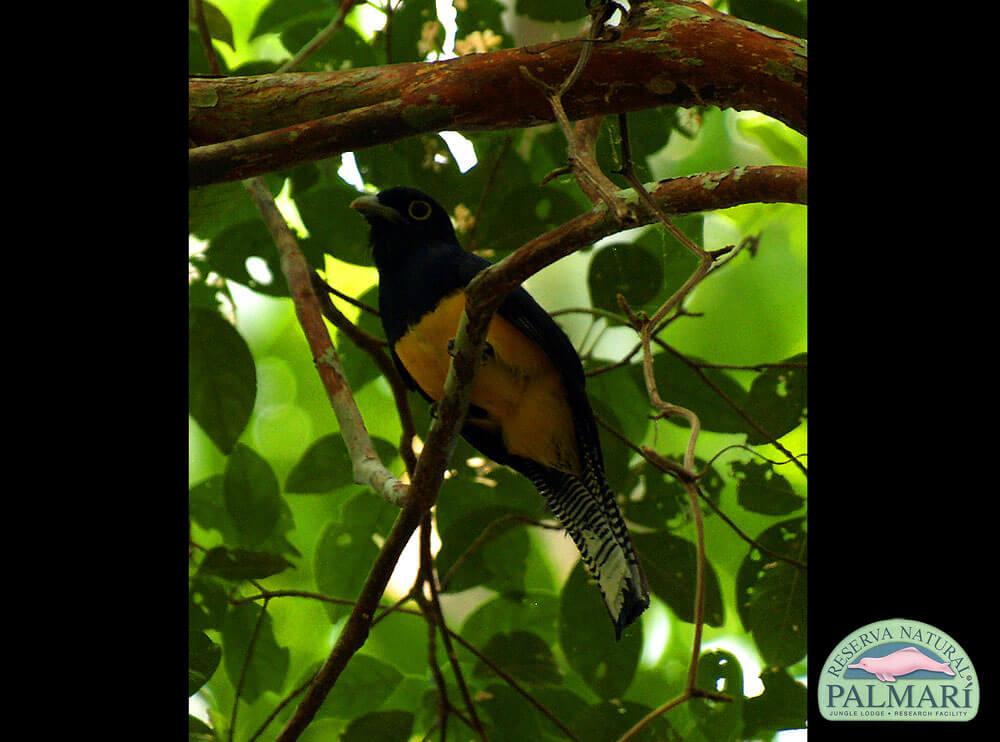 Reserva-Natural-Palmari-Birding-40