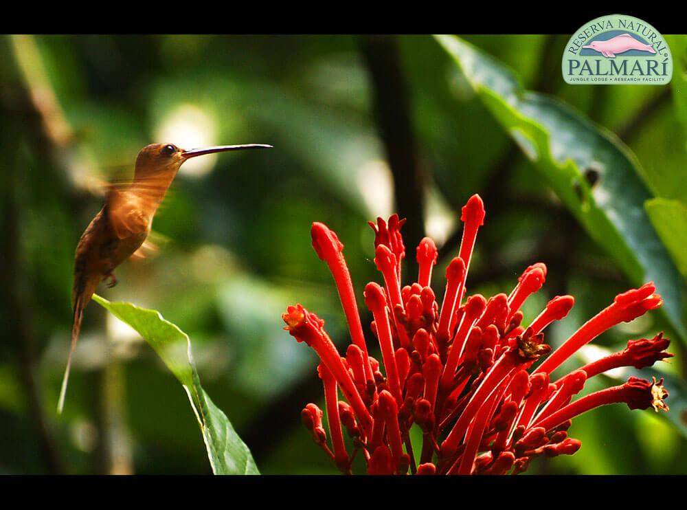 Reserva-Natural-Palmari-Birding-42