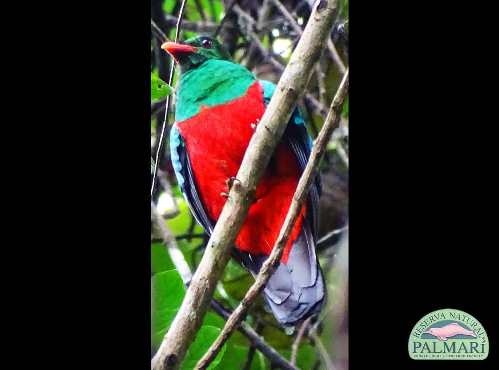Reserva-Natural-Palmari-Birding-43