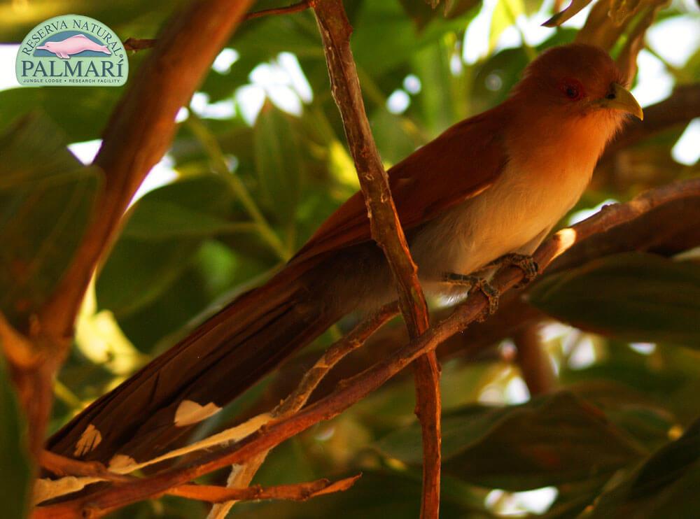 Reserva-Natural-Palmari-Birding-44