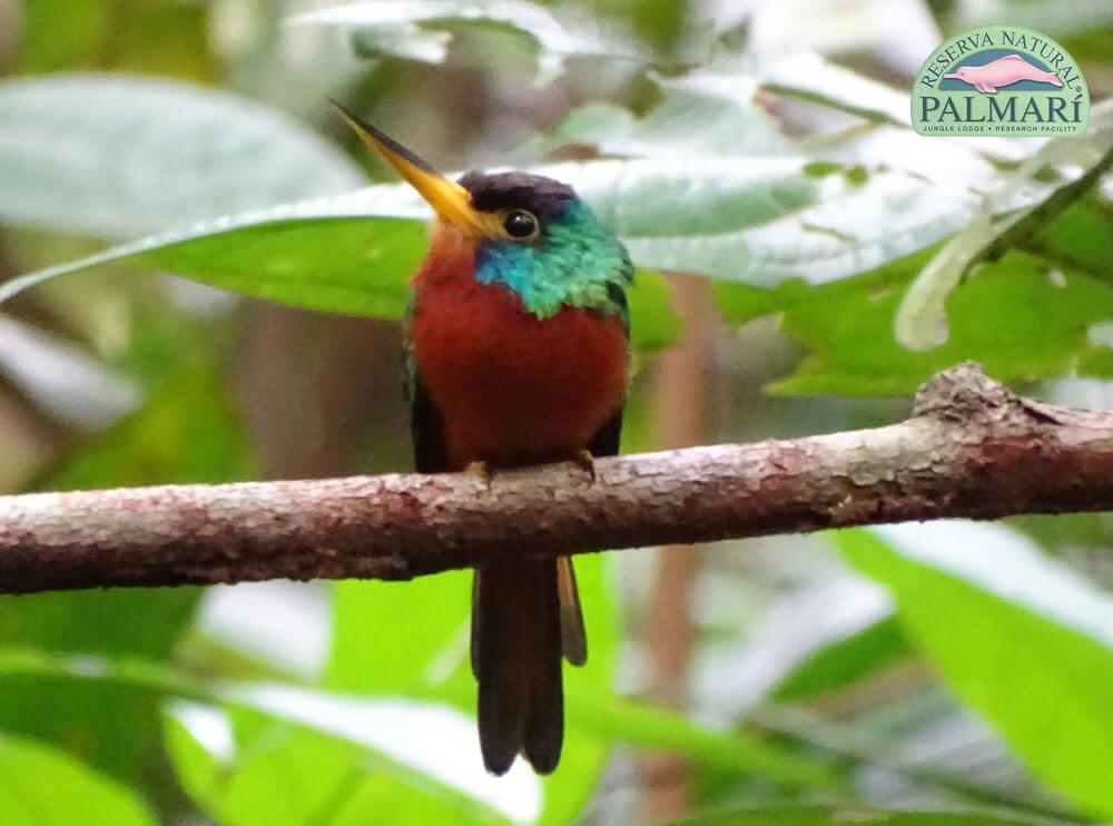 Reserva-Natural-Palmari-Birding-47