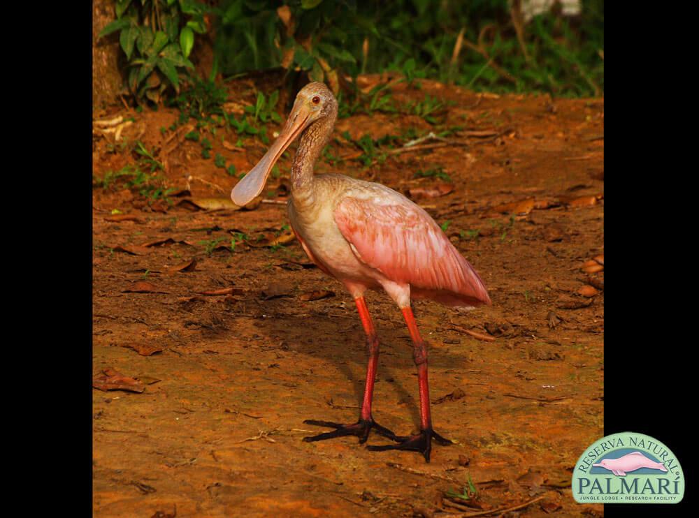 Reserva-Natural-Palmari-Birding-48