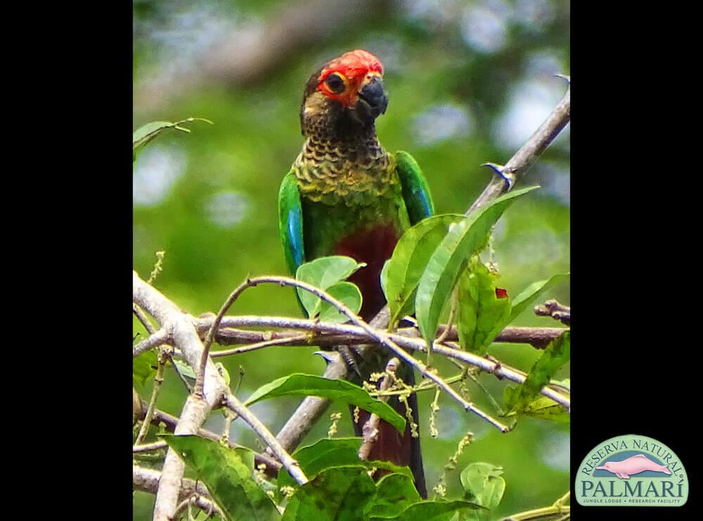 Reserva-Natural-Palmari-Birding-50