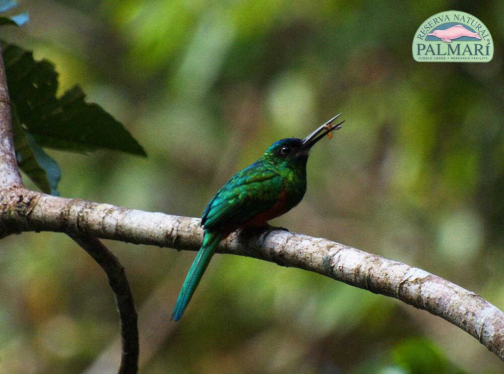 Reserva-Natural-Palmari-Birding-54