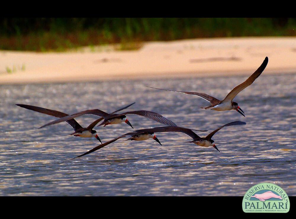 Reserva-Natural-Palmari-Birding-56