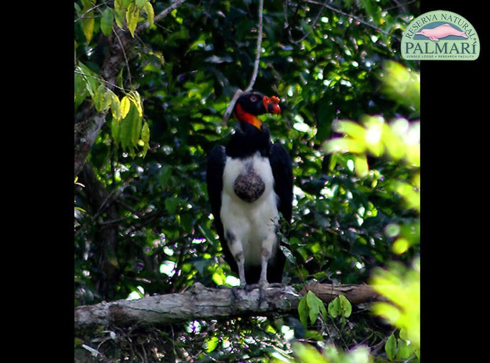 Reserva-Natural-Palmari-Birding-57