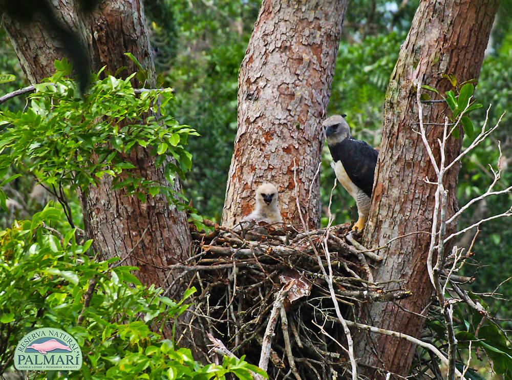 Reserva-Natural-Palmari-Birding-59