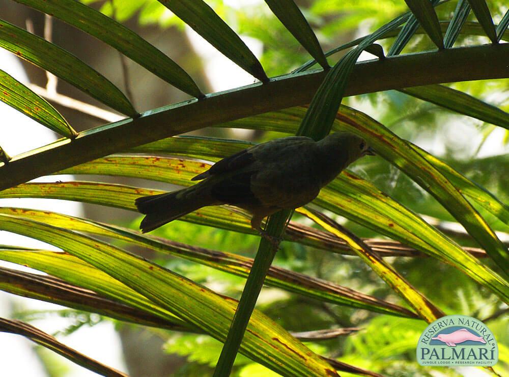 Reserva-Natural-Palmari-Birding-61