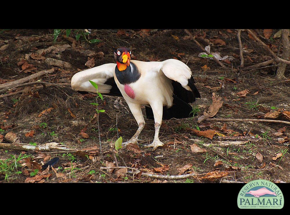 Reserva-Natural-Palmari-Birding-62