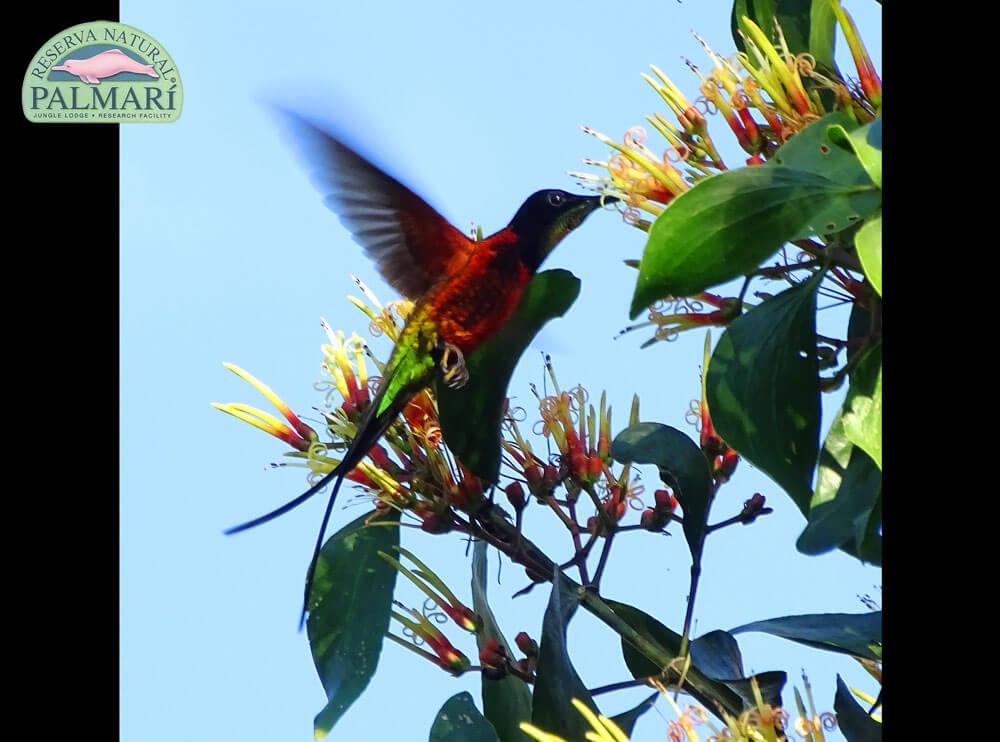 Reserva-Natural-Palmari-Birding-63