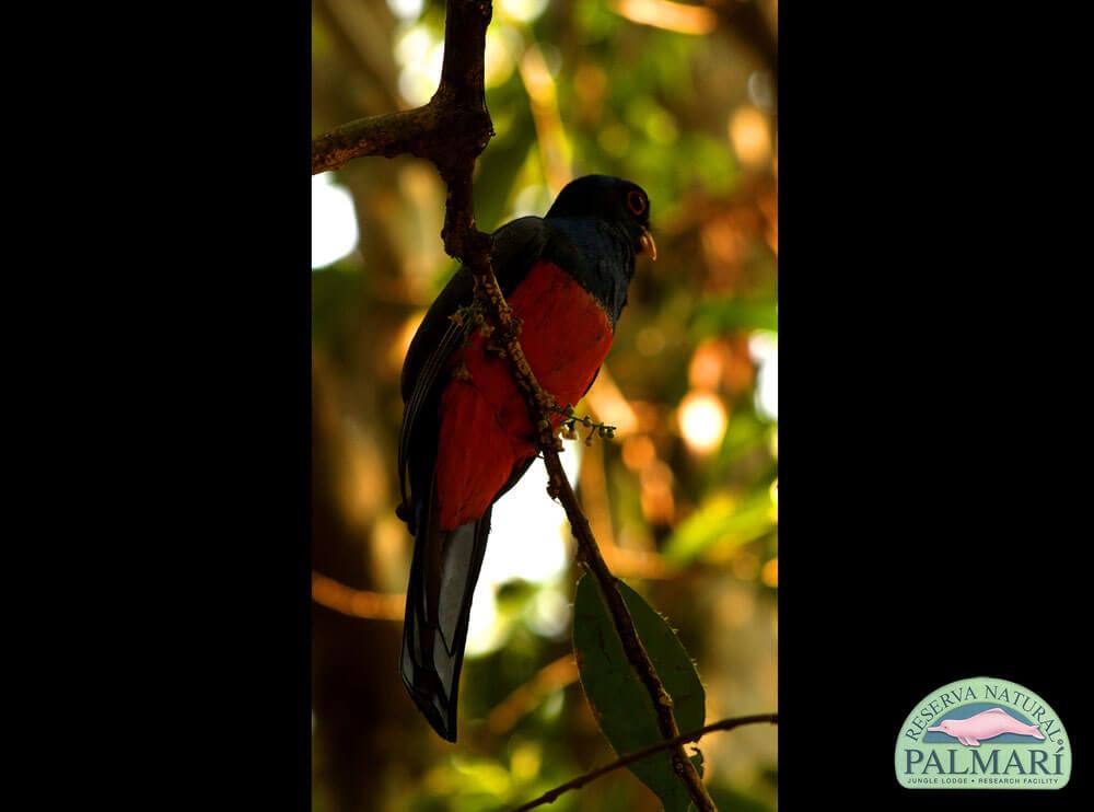 Reserva-Natural-Palmari-Birding-65