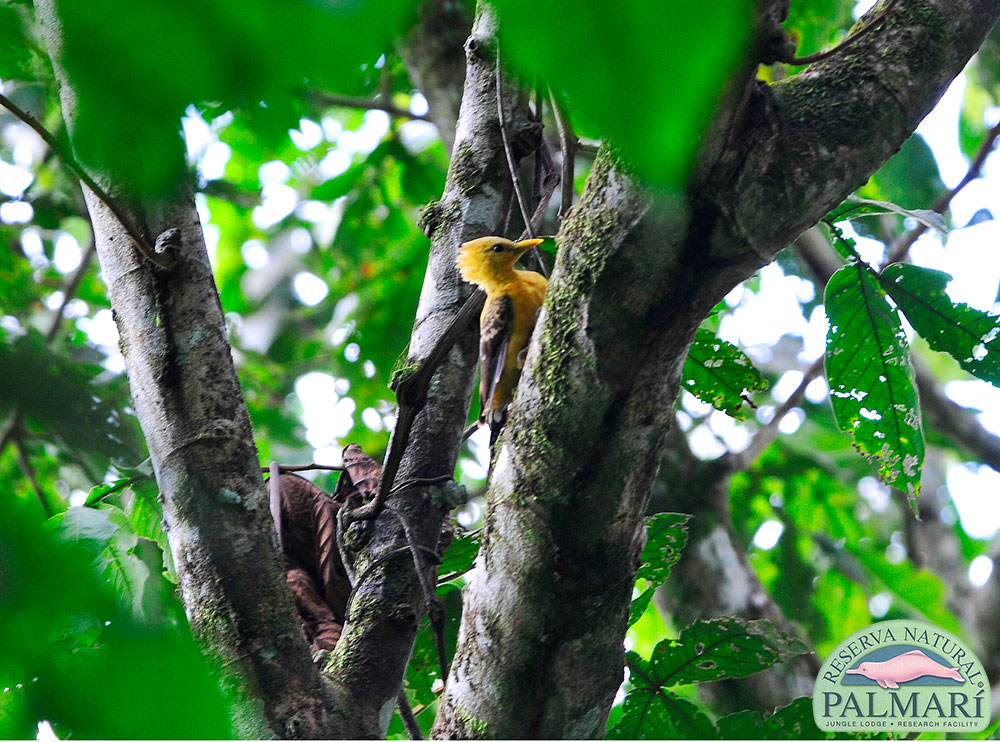 Reserva-Natural-Palmari-Birding-67