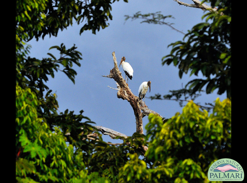 Reserva-Natural-Palmari-Birding-70