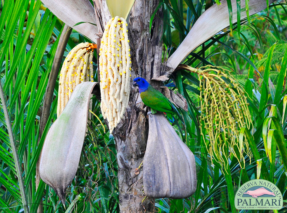 Reserva-Natural-Palmari-Birding-72