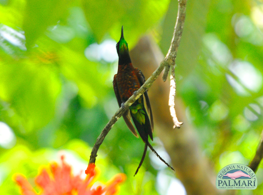 Reserva-Natural-Palmari-Birding-73