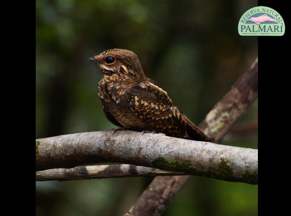 Reserva-Natural-Palmari-Fauna-013