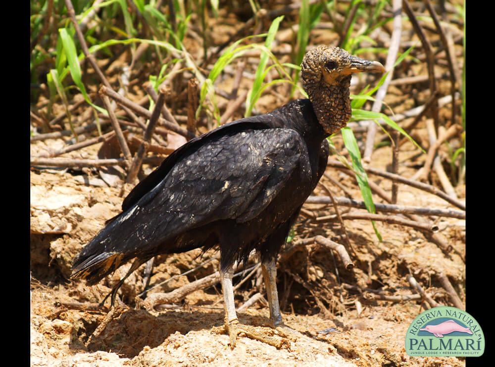 Reserva-Natural-Palmari-Fauna-024