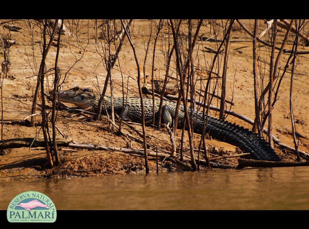 Reserva-Natural-Palmari-Fauna-025