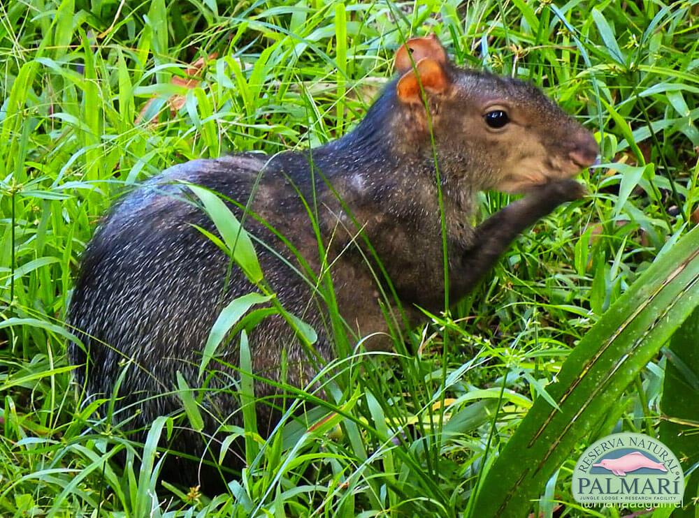 Reserva-Natural-Palmari-Fauna-028