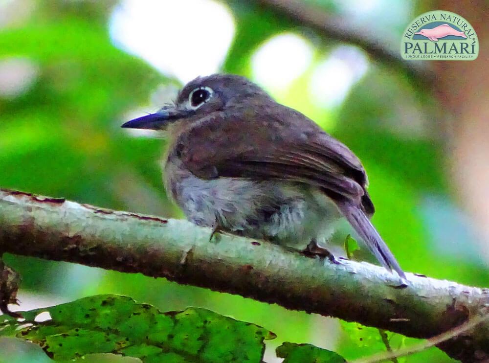 Reserva-Natural-Palmari-Fauna-056